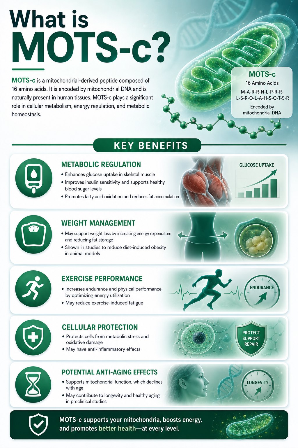 MOTS-c peptide guide infographic